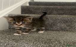 Mixed Breed cats for sale: Kittens for sale - Image 1