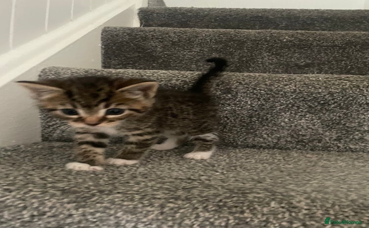 Mixed Breed cats - Advert 5