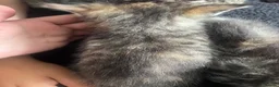Mixed Breed cats for sale: Beautiful female grey tabby kittens - Advert 14