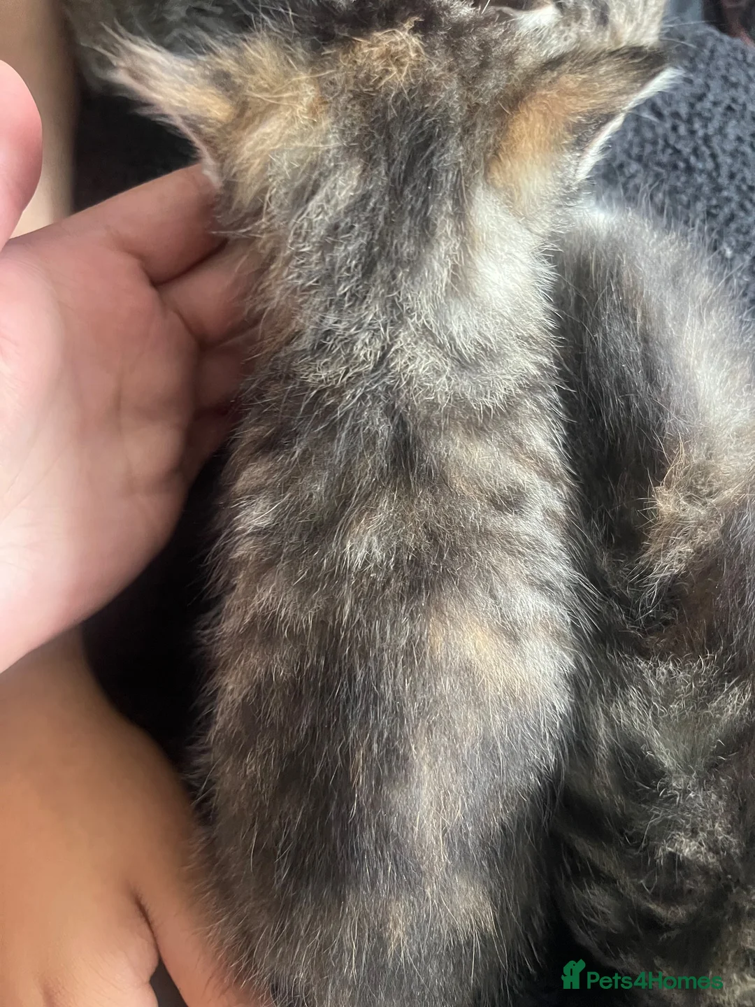 Mixed Breed cats for sale: Beautiful female grey tabby kittens - Advert 14