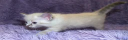 Ragdoll cats for sale: Ragdoll Kittens - 3 girls 1 boy - Advert 8
