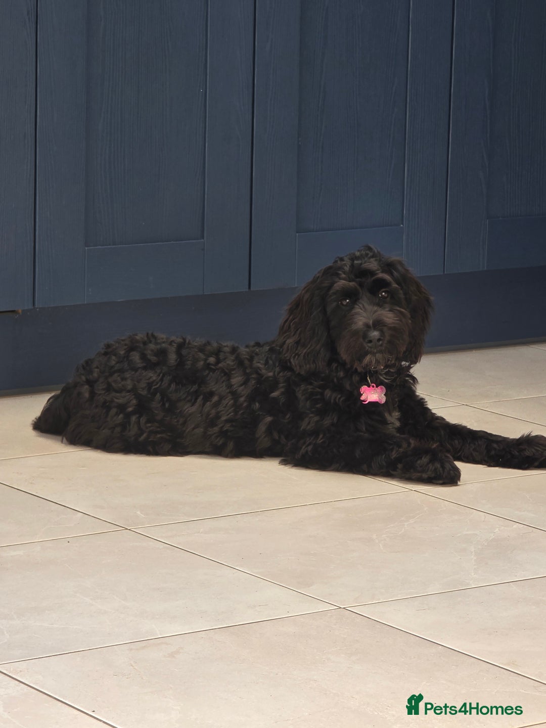 Cockapoo dogs for sale: Doris the Cockerpoo - Image 5