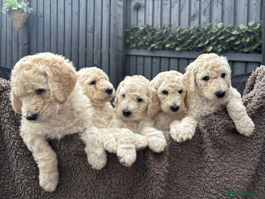Standard Poodle dogs for sale: Standard poodle puppies!  2 girls 1 boy left  - Image 14