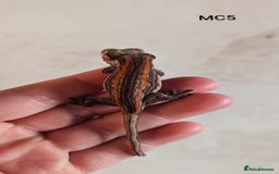 Gecko reptiles for sale: Orange & Red Stripe Gargoyle Gecko  - Image 2