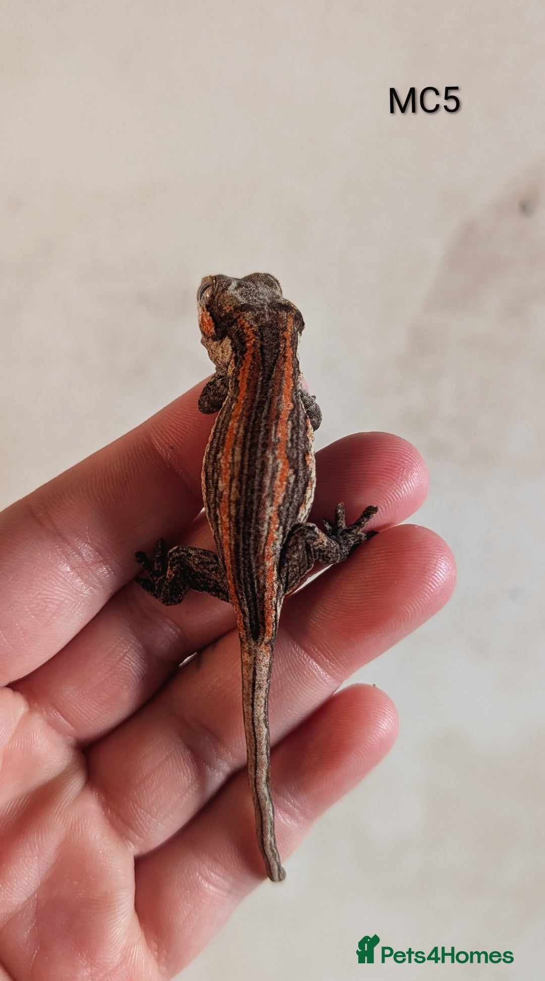 Gecko reptiles for sale: Orange & Red Stripe Gargoyle Gecko  - Image 2