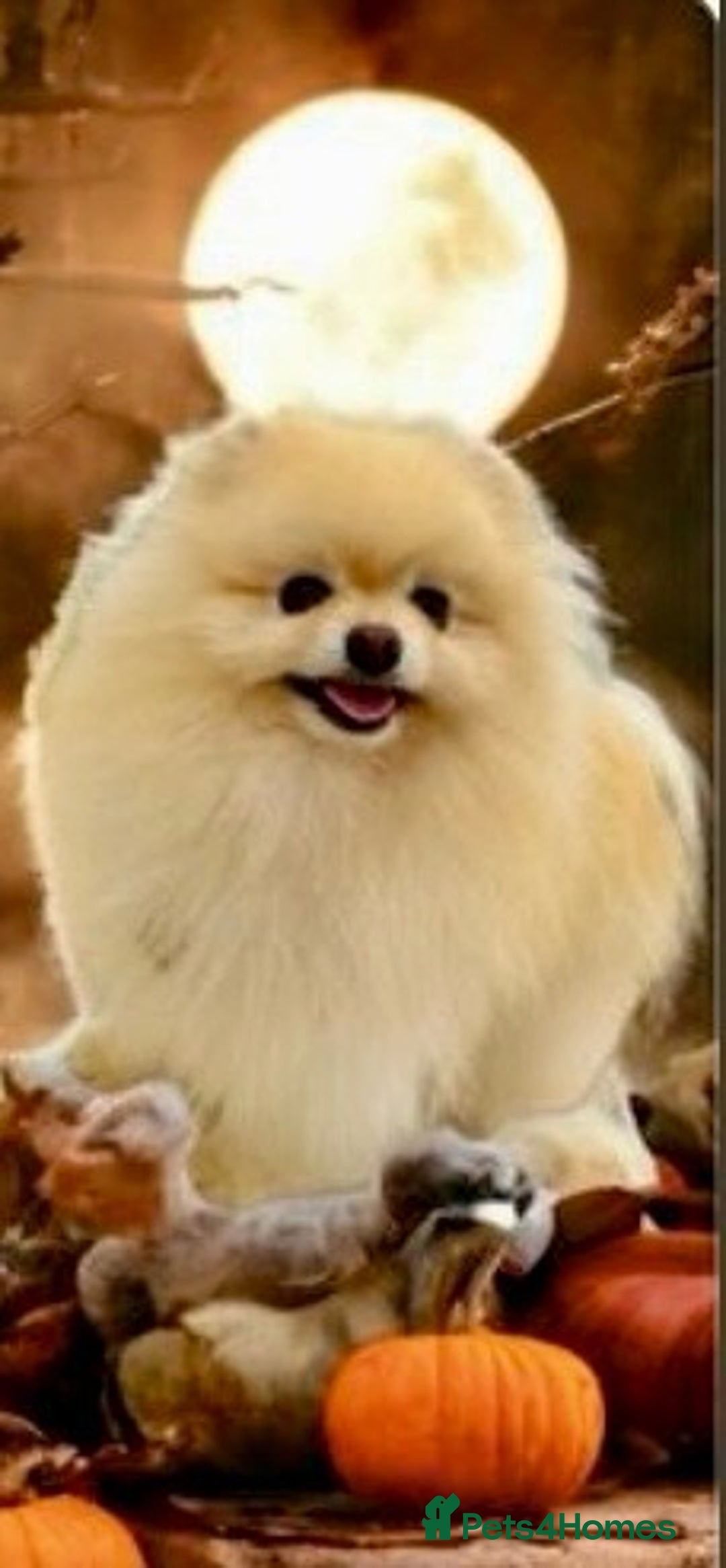 Pomeranian dogs for sale: Pom puppy for sale  - Image 11