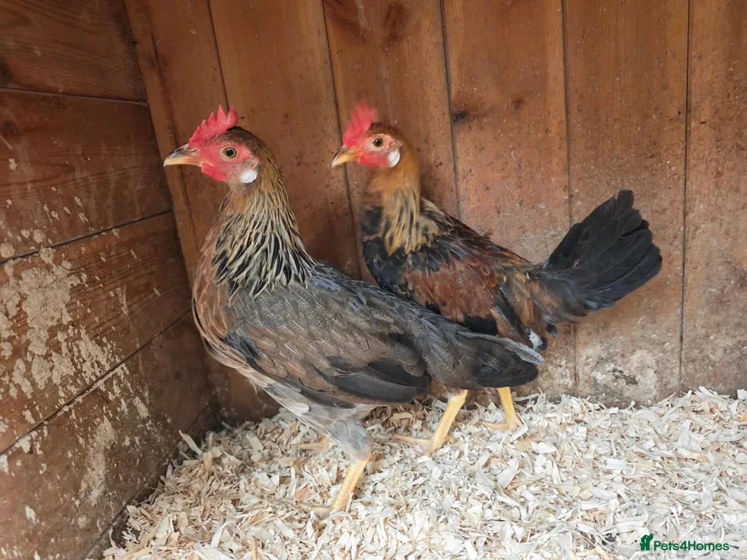 Chickens poultry for sale: Brown Leghorn Bantam Pair  - Advert 1
