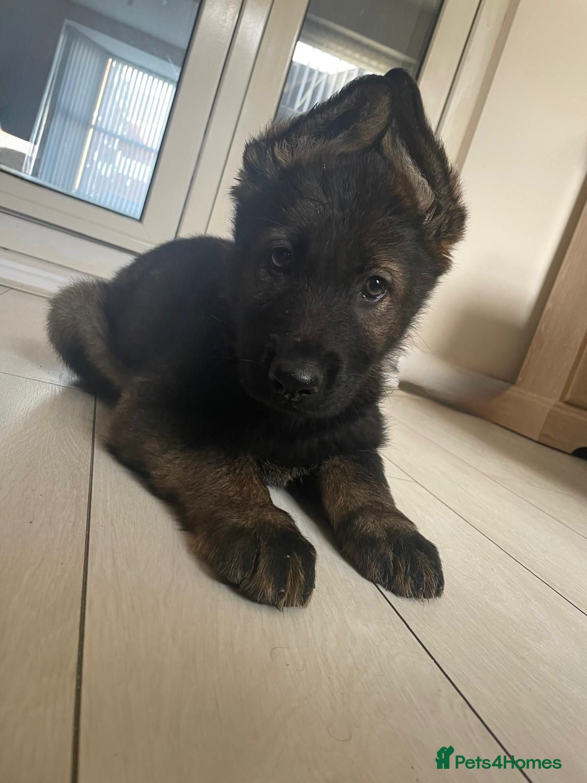 German Shepherd dogs Stunning German Shepherd Pups Ready to leave !!!! - Advert 1