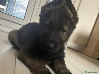 German Shepherd dogs Stunning German Shepherd Pups Ready to leave !!!! - Advert 4