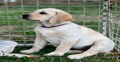 Labrador Retriever dogs in Doncaster - Advert 3