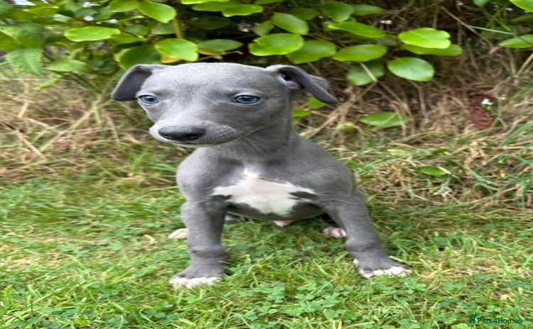 Whippet dogs - Advert 5