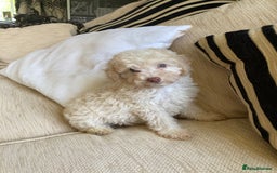 Cavapoo dogs for sale: One Cavapoo x poodle girl ready to go!!! - Image 17