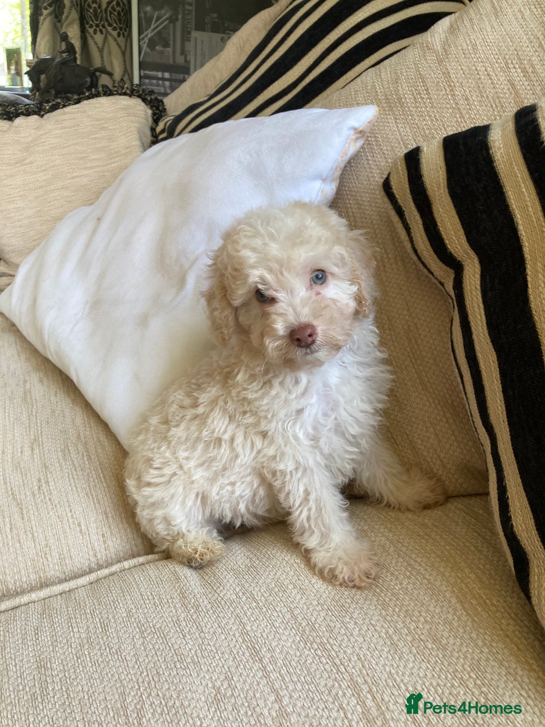 Cavapoo dogs for sale: One Cavapoo x poodle girl ready to go!!! - Image 17