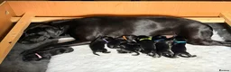Labrador Retriever dogs for sale: KC Registered, Fully Health Tested  - Advert 3
