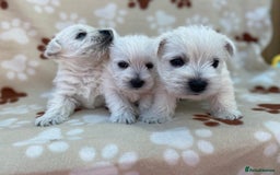 West Highland Terrier dogs for sale: 1 WESTiE BOY AVAILABLE!! - Image 11