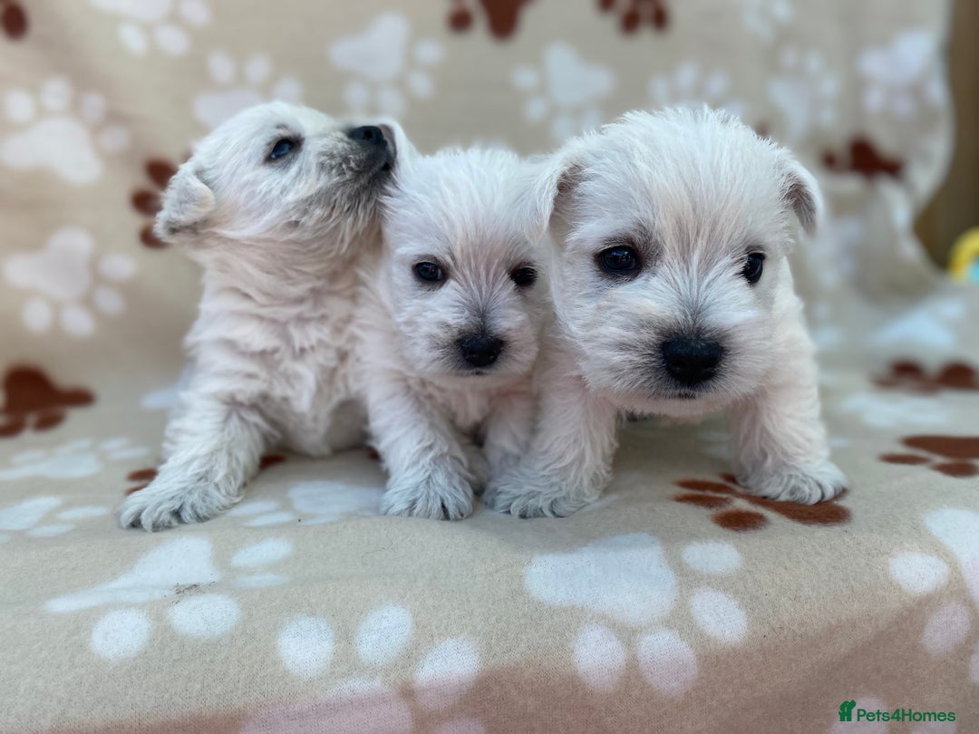 West Highland Terrier dogs for sale: 1 WESTiE BOY AVAILABLE!! - Image 11