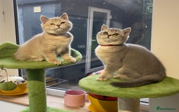 British Shorthair cats for sale: 🚨One Girl Ready to leave 🚨GCCF British Shorthair - Image 20