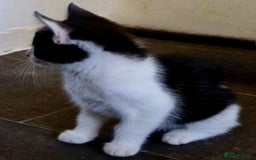 Mixed Breed cats for sale: Two very cute kittens  - Image 5