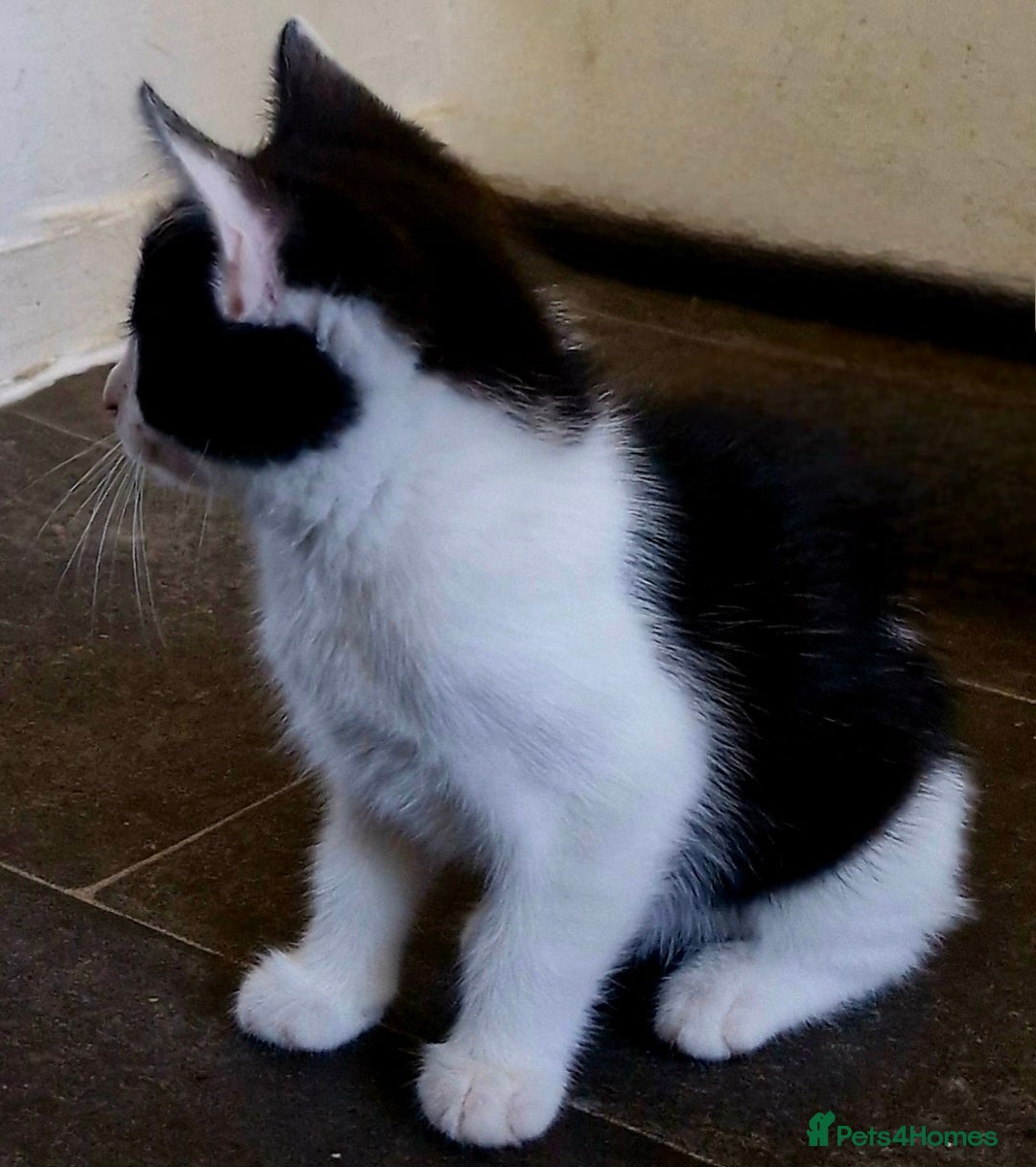 Mixed Breed cats for sale: Two very cute kittens  - Image 5