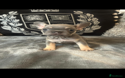 French Bulldog dogs for sale: French bulldog puppies solid blues lilac tans  - Image 9