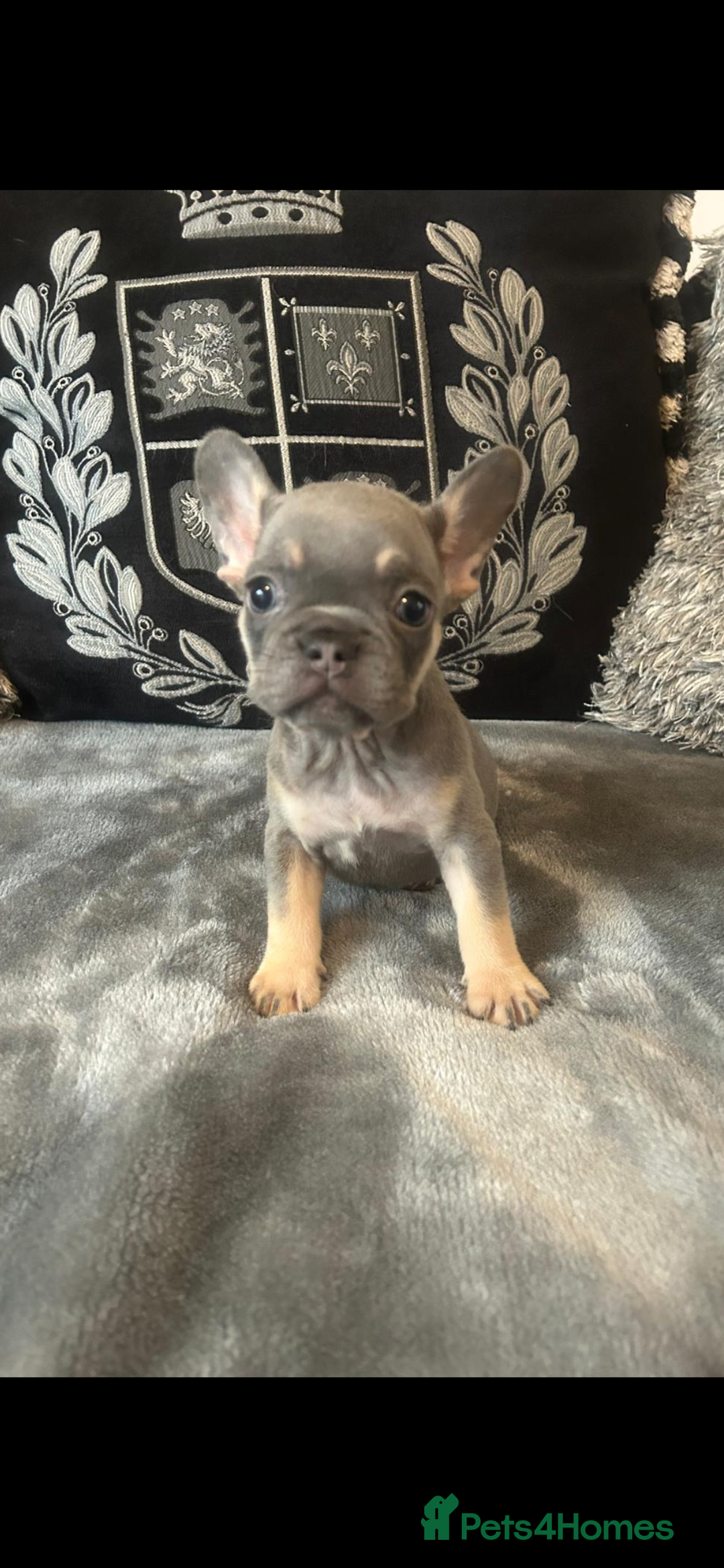 French Bulldog dogs for sale: French bulldog puppies solid blues lilac tans  - Image 9