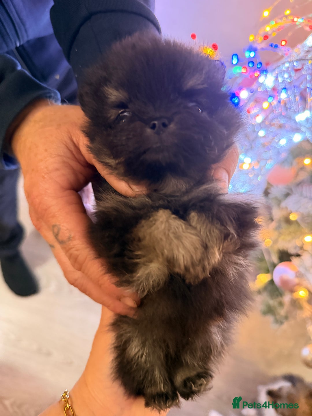 Pomeranian dogs for sale: Pomeranian puppys  - Advert 2