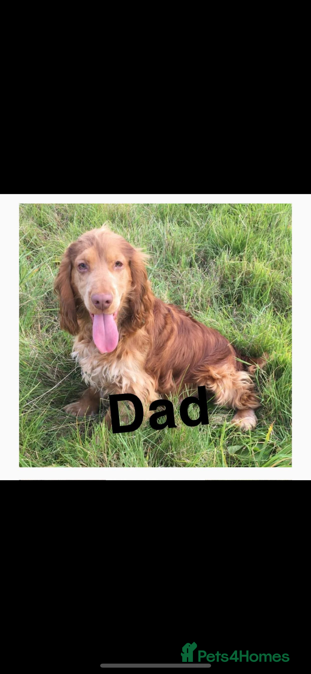 Cocker Spaniel dogs for sale: Beautiful golden puppies ready to leave now! - Advert 14