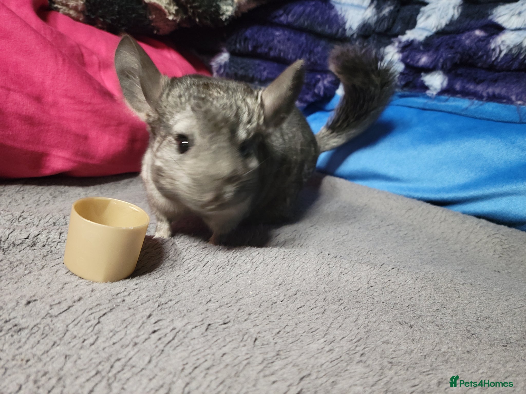 Chinchilla rodents Baby female chinchillas - Advert 17