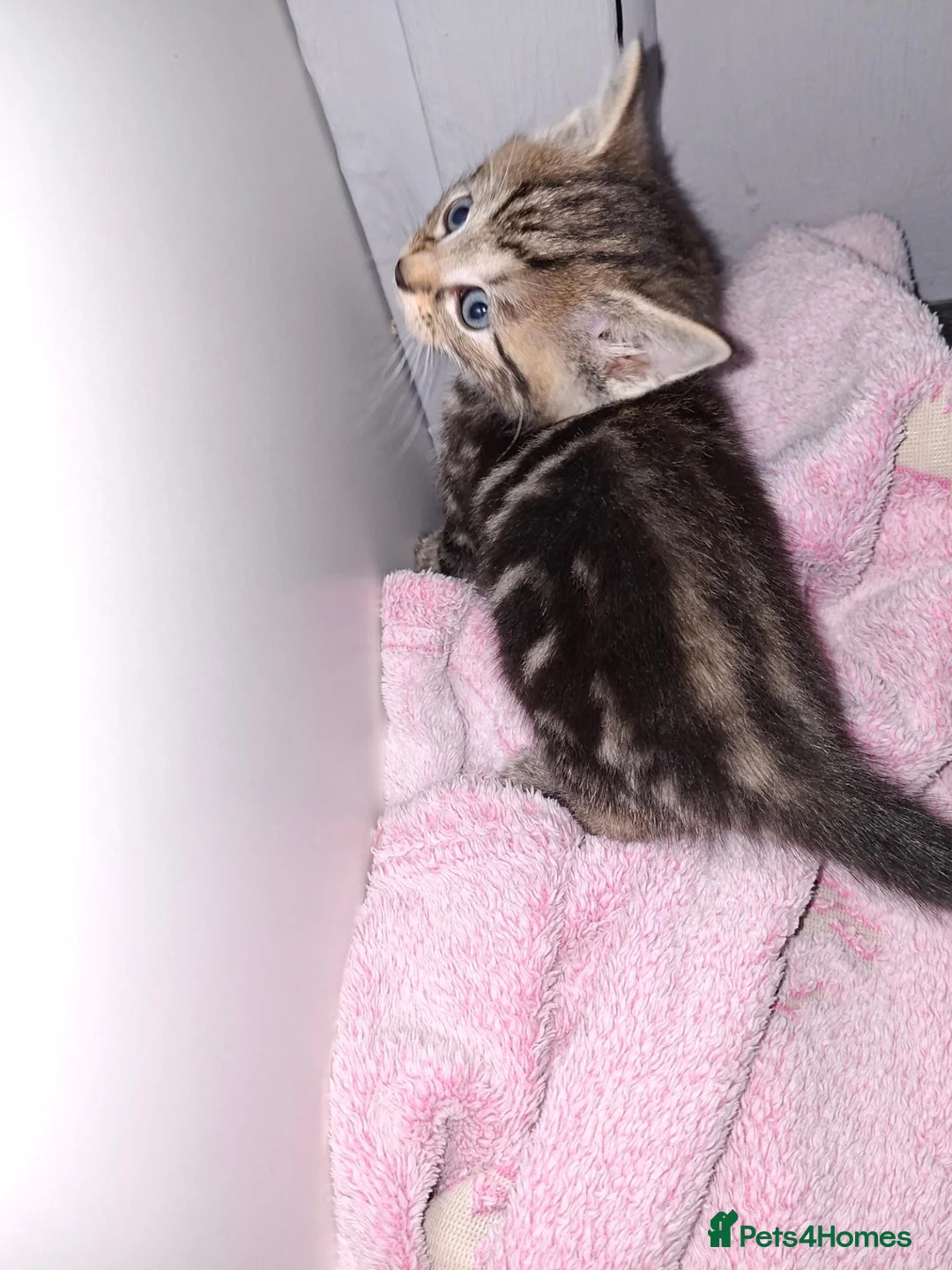 Mixed Breed cats for sale: 4 beautiful kittens  - Advert 13
