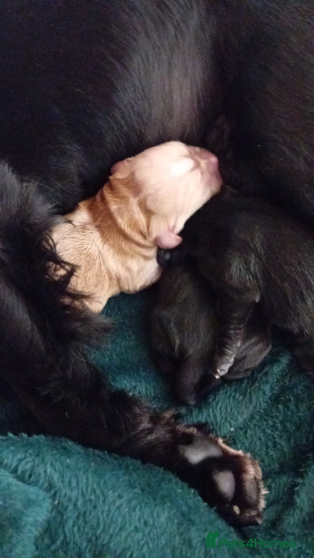 Cocker Spaniel dogs for sale: KC REGISTERED WORKING COCKER SPANIELS  - Image 13