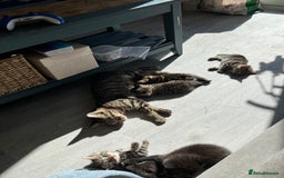 Mixed Breed cats for sale: Kittens for sale  - Image 2