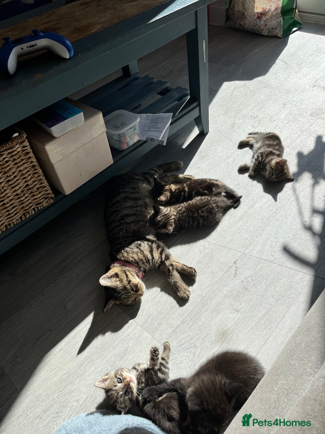 Mixed Breed cats for sale: Kittens for sale  - Image 2