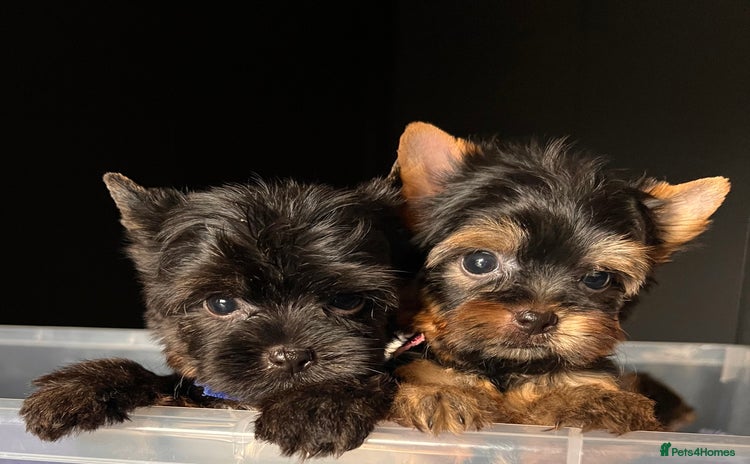 Yorkshire Terrier dogs - Advert 1