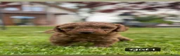 Miniature Poodle dogs for sale: KC Registered Deep Red Miniature Poodle Puppies in Ashbourne - Advert 3