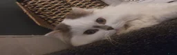 British Longhair cats for sale: British Longhaired Cats and Scottish Fold Cats in London - Advert 14