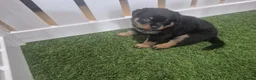 Rottweiler dogs for sale: Adorable, Confident, Chunky KC Rottie Pups  - Advert 13