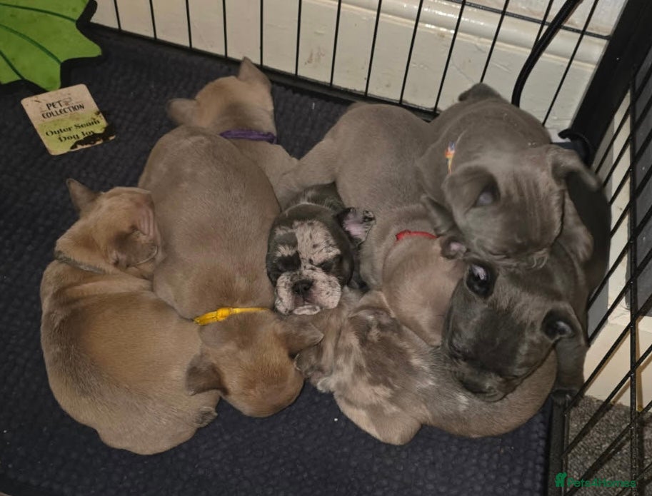 French Bulldog dogs French bulldog puppies - Advert 5