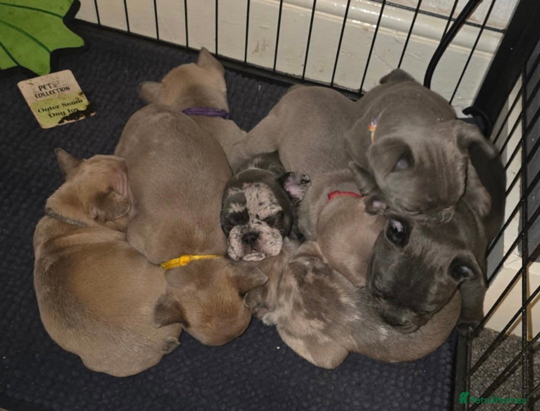 French Bulldog dogs for sale: French bulldog puppies - Advert 1