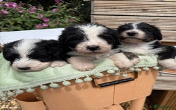 Bernedoodle dogs for sale: Bernadoodle 4 male home bred puppies  - Image 9