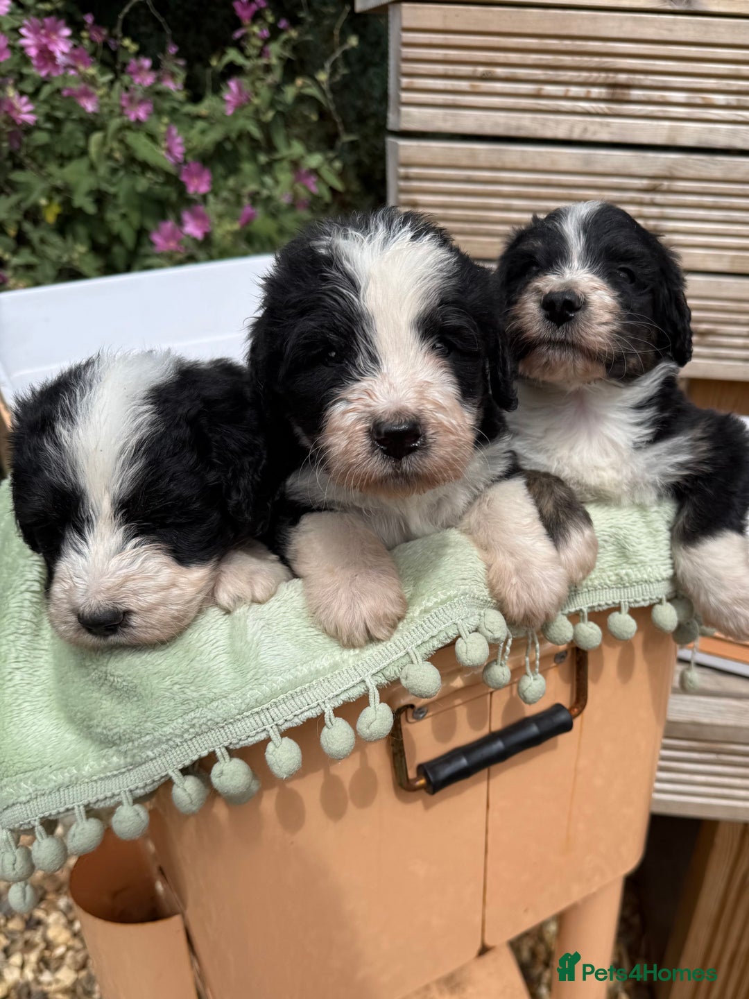Bernedoodle dogs for sale: Bernadoodle 4 male home bred puppies  - Image 9
