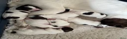 English Springer Spaniel dogs for sale: Working Pure Springer Spaniel Puppies  - Advert 10