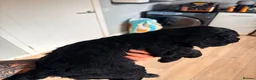Cocker Spaniel dogs for sale: Kc reg working cocker spaniels - last boy 💕🐶 - Advert 12