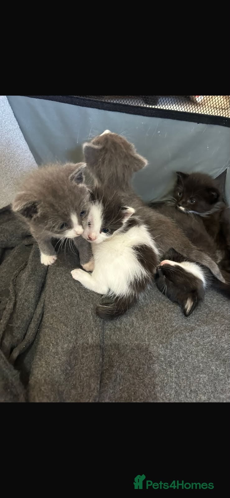 Mixed Breed cats for sale: Mixed breed kittens  in Derby - Advert 8