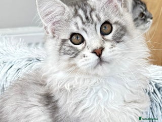 Maine Coon cats - Advert 25