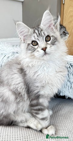 Maine Coon cats - Advert 9