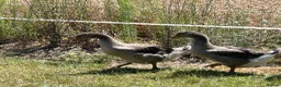Geese poultry for sale: Sold … - Advert 8