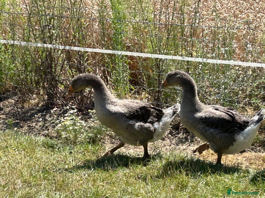 Geese poultry for sale: Sold … - Advert 8