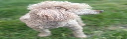 Miniature Poodle dogs for stud: for stud  - Advert 2