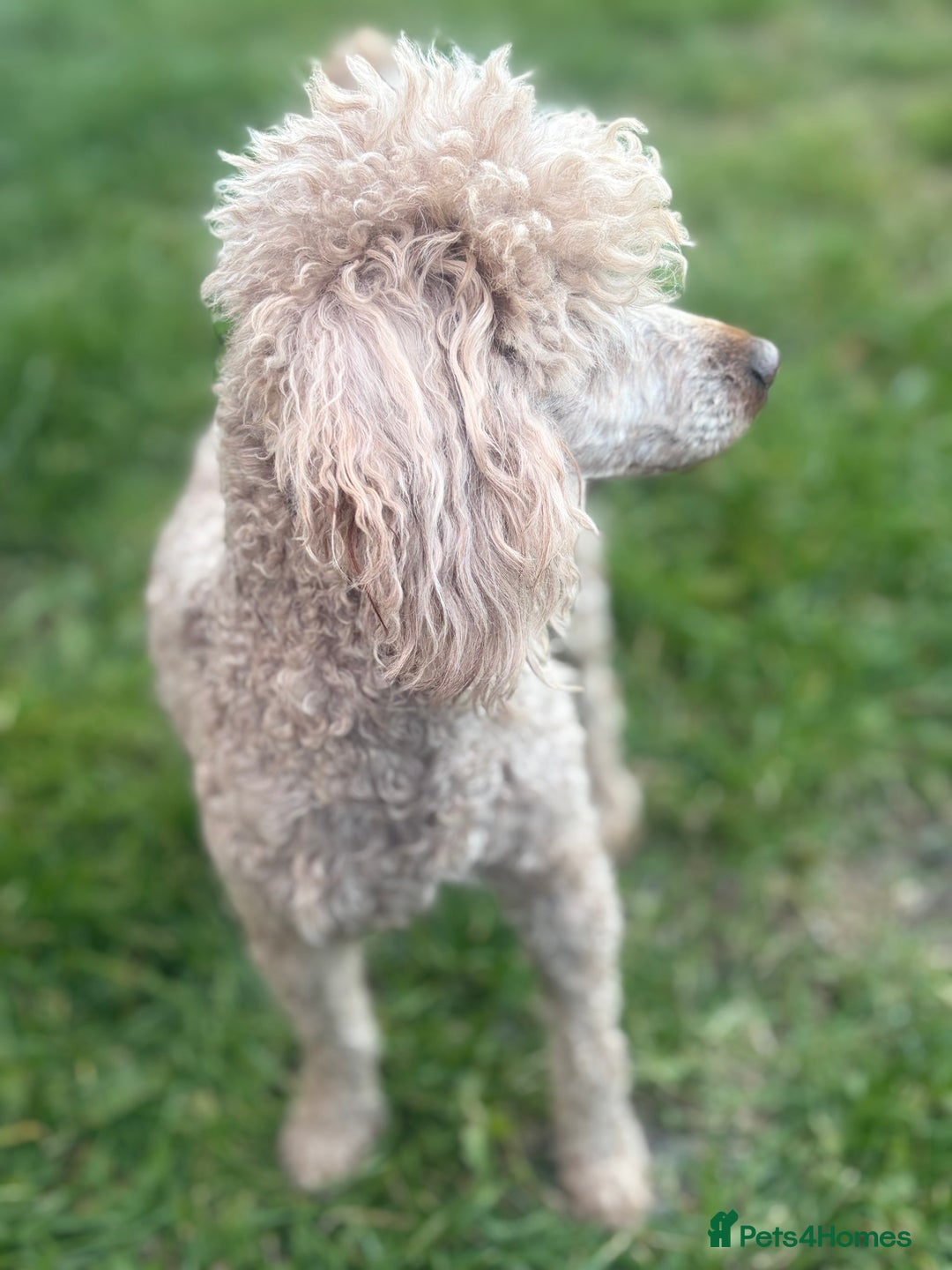 Miniature Poodle dogs for stud: for stud  - Advert 2