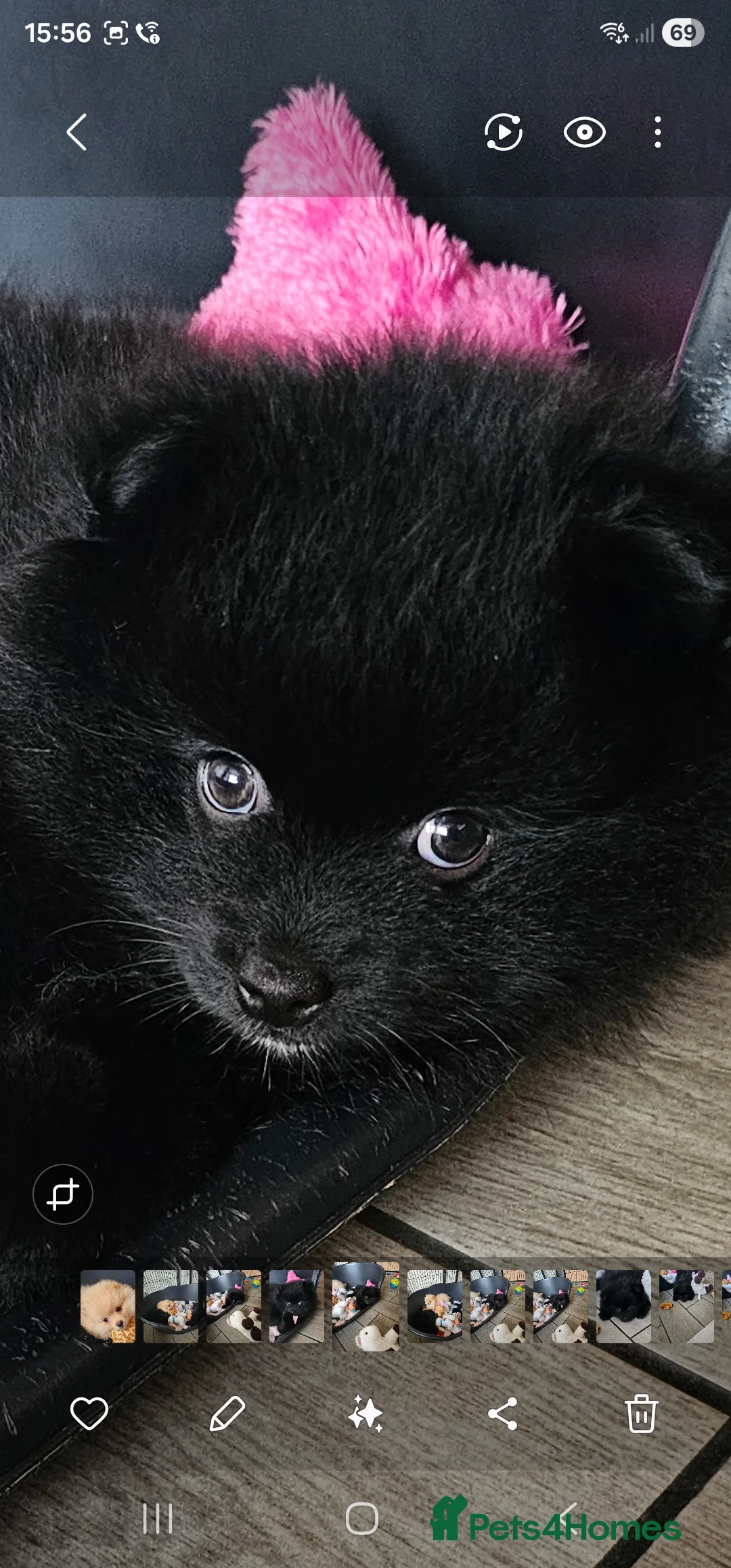 Pomeranian dogs for sale: 3 KC HANDSOME POMERANIAN BOYS - Advert 35